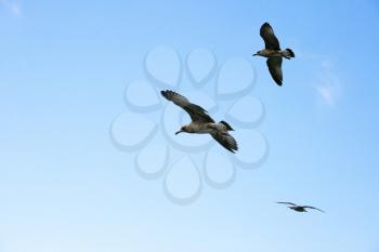 Royalty Free Photo of Flying Seagulls