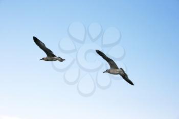 Royalty Free Photo of Seagulls in the Sky