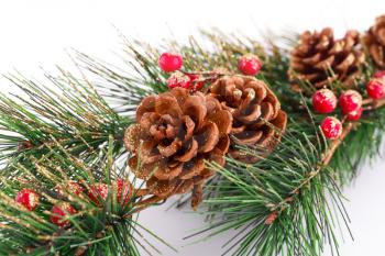 Christmas tree branch with cones on white background.