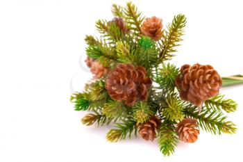 Christmas tree branch with cones isolated on white background.
