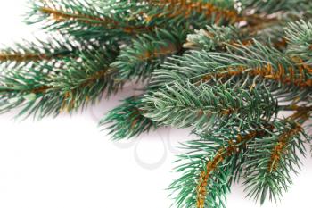 Christmas tree branch  isolated on white background.