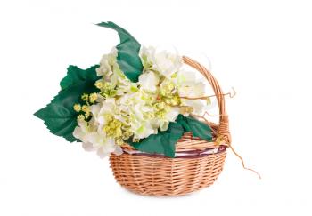 White fabric flowers in wicker basket isolated on white background.