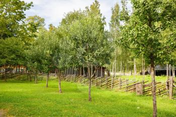 Fruit garden with apple trees in Norway.