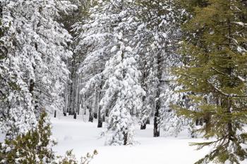 Winter scene on Troodos mountains in Cyprus.