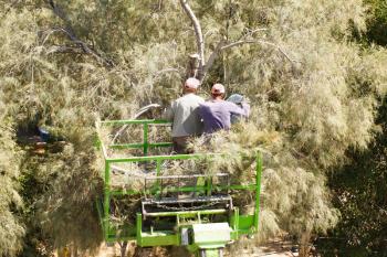 Two gardeners on lifting car platform, trimming the tree.