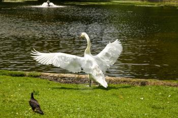 The white swan in Leopold park in Brussels, Belgium.