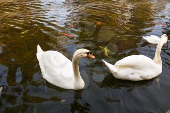 Two white swans swimming on the pond.