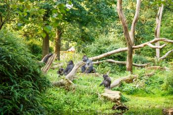 The group of Western lowland gorillas in the zoo.