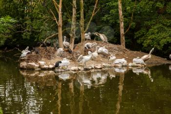 The gruop of Dalmatian pelicans (Pelecanus crispus) resting on the small island under the trees.