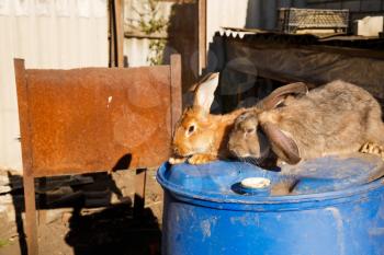 Two brown and gray rabbits on the blue barrel in the farm.