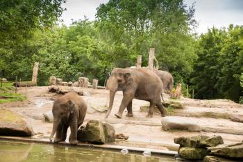 Family of elephants near the river.