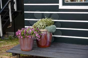 The flowers in pots on the wooden bench in the Dutch fisherman village Marken.