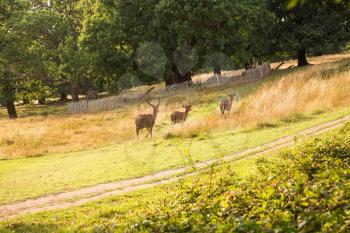 Group of red running deers in Richmond park, London.