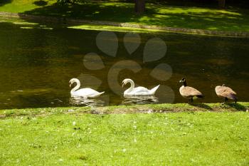 The white swans and geese in Leopold park in Brussels, Belgium.