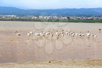 Group of flamingos at the Salk lake in Larnaca, Cyprus.