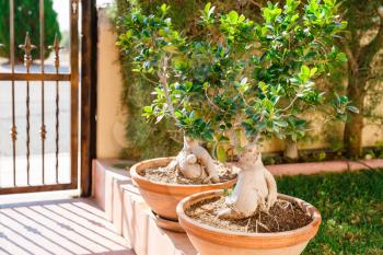 Two bonsai of banyan trees in pots in the garden.