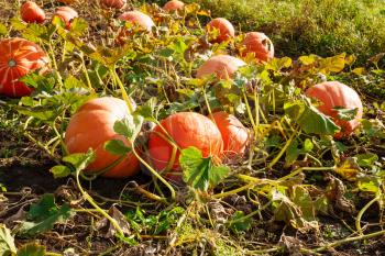 Big pumpkins in the garden in village.