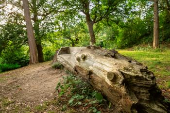 Big log bench in Richmond park, London, UK.