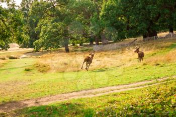 Two red running deers in Richmond park, London.