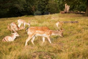 Group of red spotted deers in Richmond park, London.