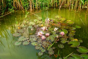 Pink lotus flowers with green leaves on surface of pond.