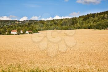 Landscape with wheat field, trees and village in Norway.