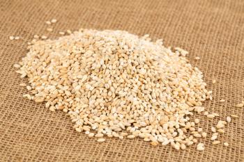 The heap of barley grains on the burlap background.
