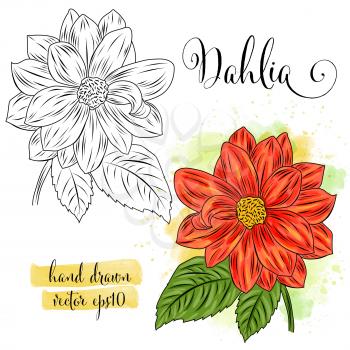 botanical art watercolor dahlia flower, vector format
