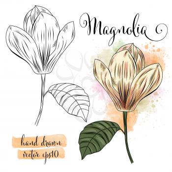 botanical art watercolor magnolia flower, vector format