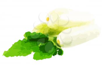 Fresh vegetable marrow with green foliage. Vector