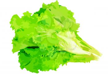 Leaf of lettuce on white background. Vector