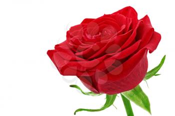 Beautiful single red  rose flower. Isolated 
