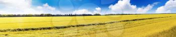 Field of rye and sunny day with cloudy sky. Panorama
