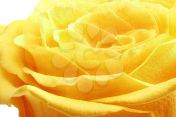 Beautiful yellow rose flower. Сloseup.Isolated 