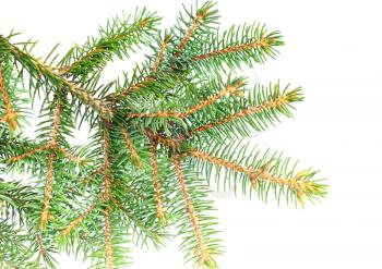 Fresh green fir branches .Isolated on white background