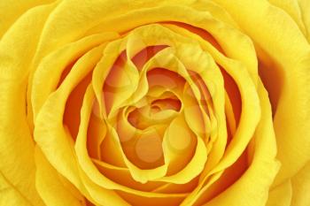 Beautiful yellow rose flower. Сloseup.