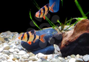 Shoal of aquarium fish-Barbus-five-banded barb. (Barbus pentazona)