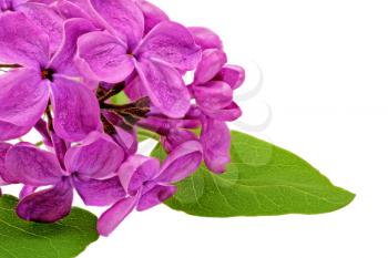 Beautiful   Lilac on table. Isolated over white.