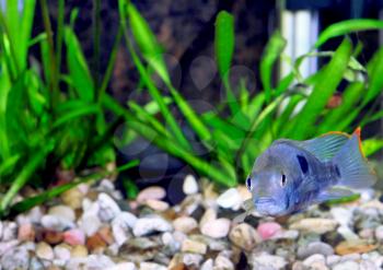 Aquarium Fish dwarf Cichlid.  (Apistogramma nijsseni).