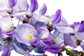 Beautiful Wisteria flowers isolated.On white background.