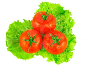 Lush tomatos with green leafs. Isolated over white