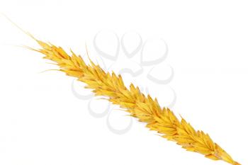 Wheat ears lie.  Isolated on white background.