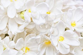 Beautiful  white  Lilac.Macro 