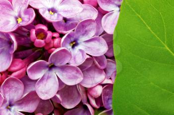 Beautiful Bunch of Lilac close-up .