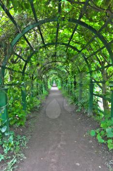 Green archway in a garden. Peterghof.St.Peterburg