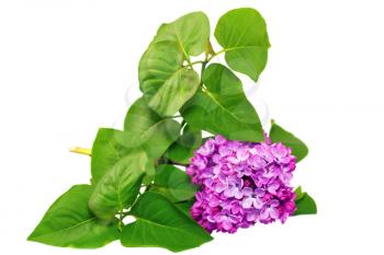 Beautiful   Lilac on table. Isolated over white.