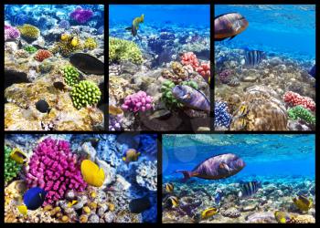 Coral and fish in the Red Sea. Egypt, Africa. Collage.