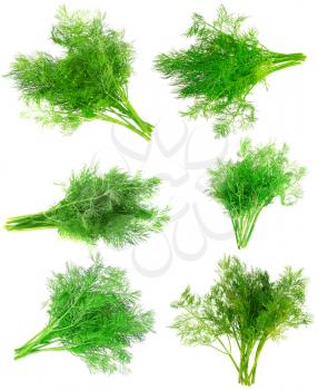 Collage (collection )of Bunch of dill on white background. Isolated