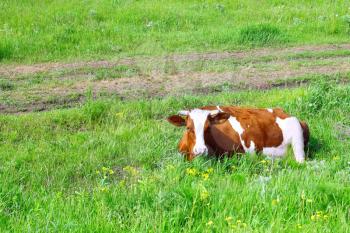 Cow lie on the  meadow.