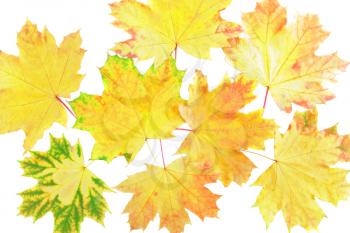 Background, wallpaper-perfect autumn leaf over white. Isolated